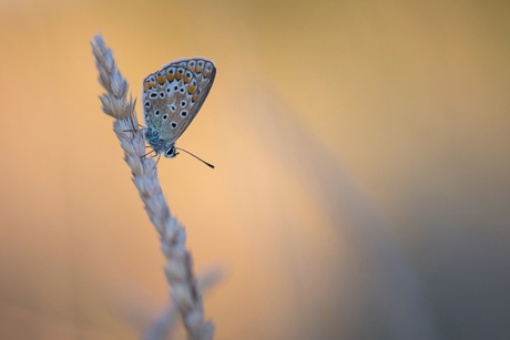 Icarusblauwtje in de avond