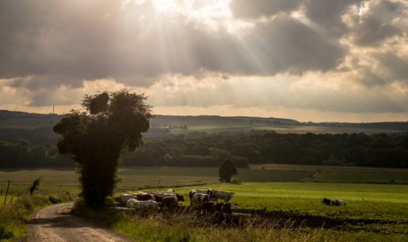 landschap Belgische Ardennen