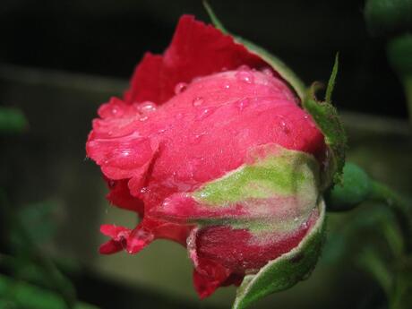 Roos met dauwdruppels