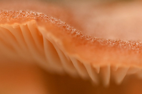 Macro minipaddenstoel