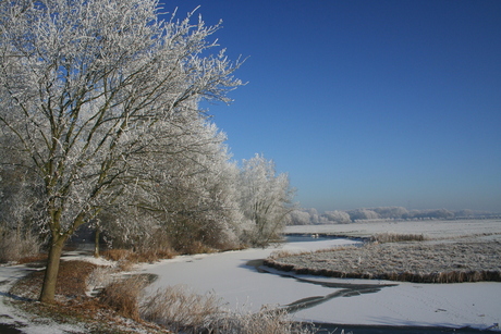 Rijp in de Biesbosch