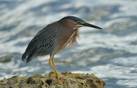 Groene reiger