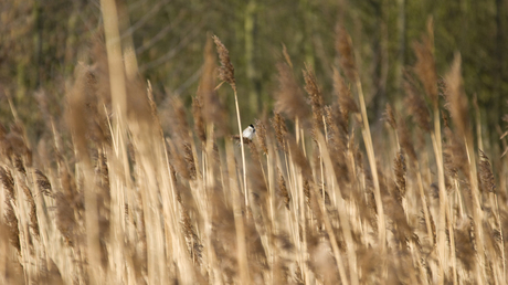 Vogeltje