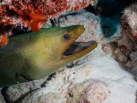 Mooie onderwaterwereld van Bonaire 
