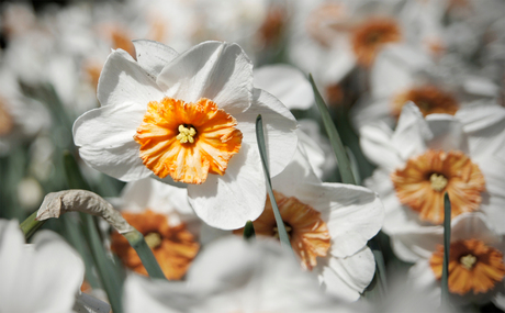 Keukenhof2012-2