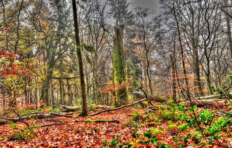 Druilerige dag in het bos