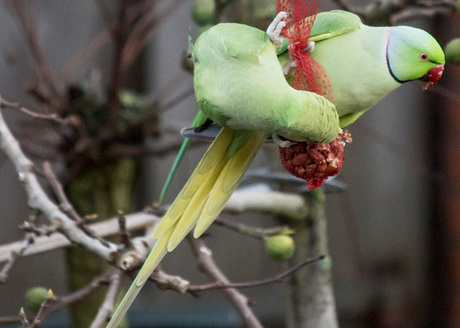 Vogels in de tuin