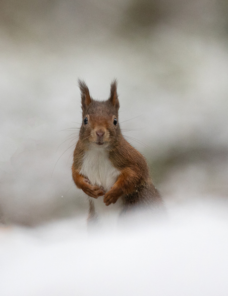 Eekhoorn in de sneeuw