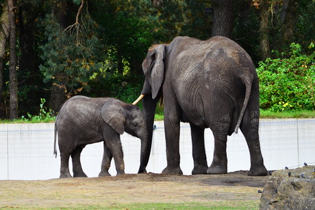 Mmaaammm !! ik wil graag spelen maar weet niet met wie.