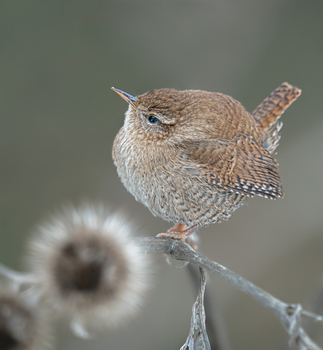 Klein winterbolletje