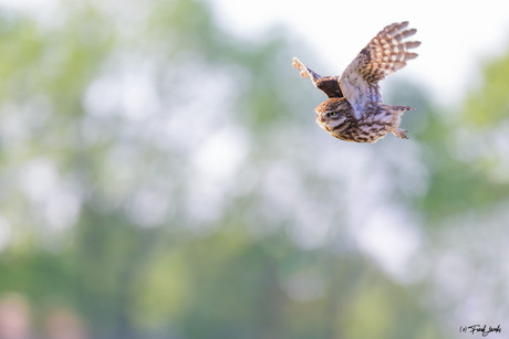 Little Owl