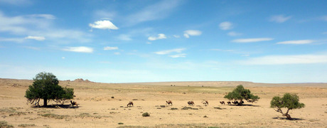 Kamelen in Mongolie