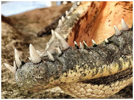 krokodillen tanden