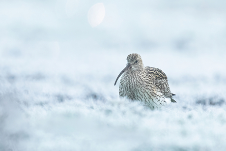 Wulp in het berijpte gras
