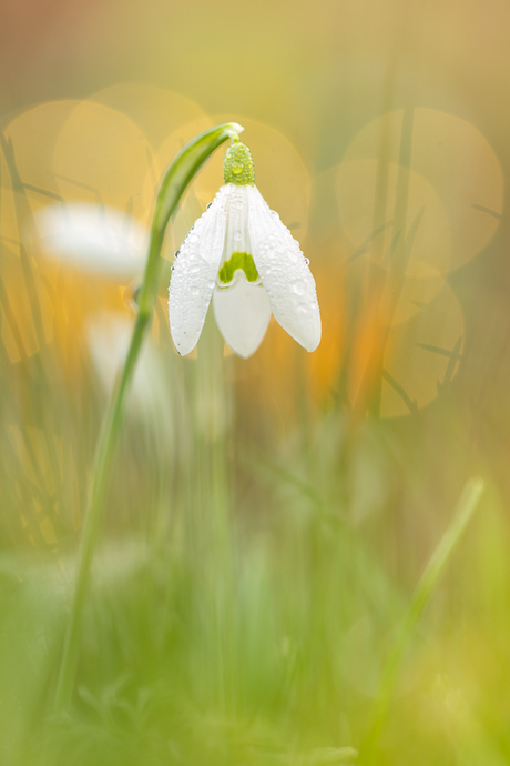 Sneeuwklokjes in de tuin.