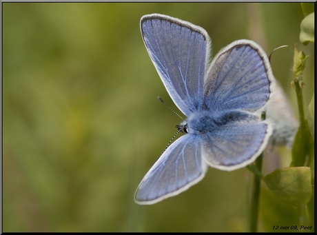 Blauwtje