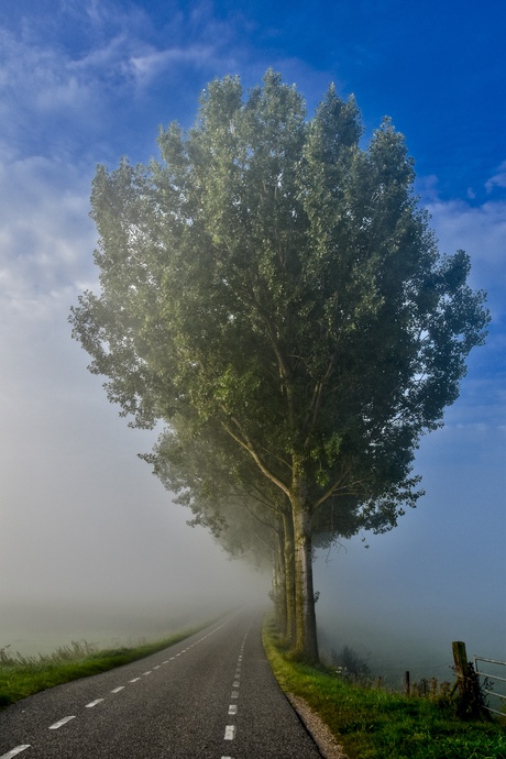 Mistige morgen in de Betuwe