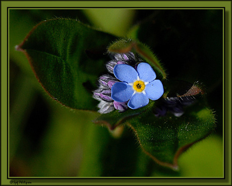 miniscuul klein blauw bloempje
