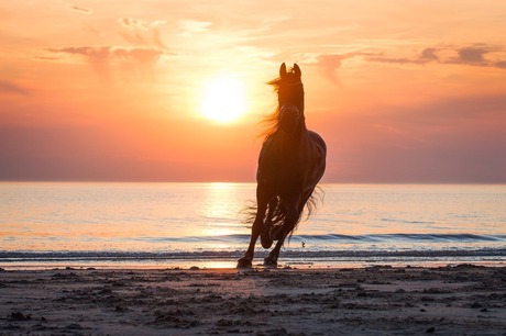 Paard op het strand
