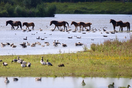 Paarden steken over