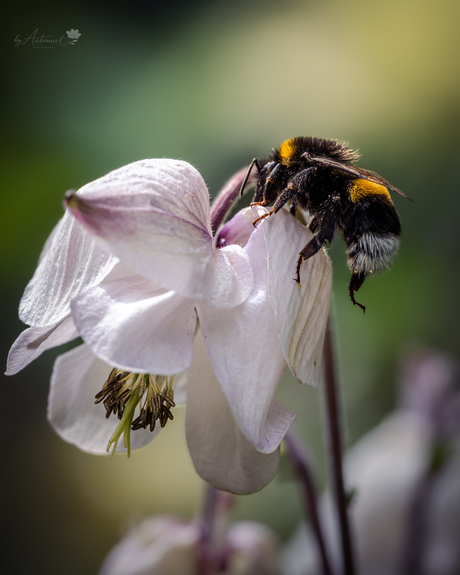 Aardhommel (Bombus terrestris)