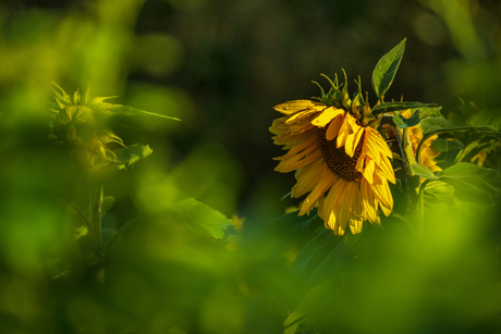 Zonnebloem