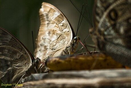 vlinders 2