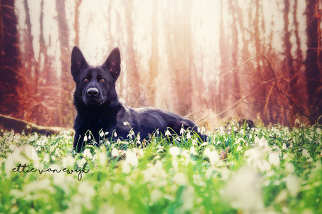 Snowdrops