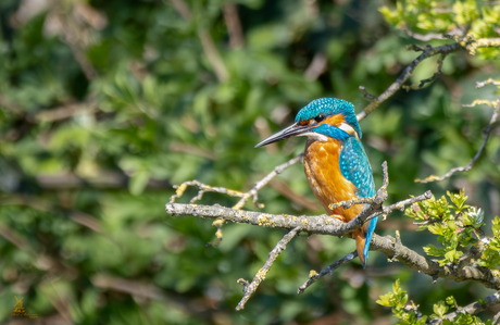 IJsvogel