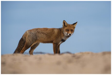 Sand fox