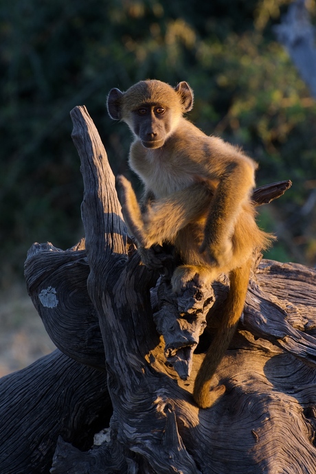 'Oh hello!' Model monkey