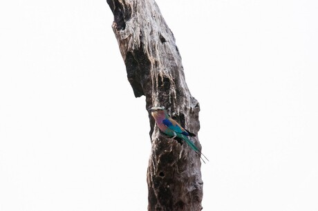 Lilac Breasted Roller