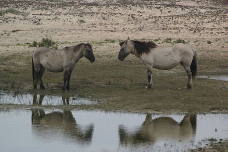 Paarden