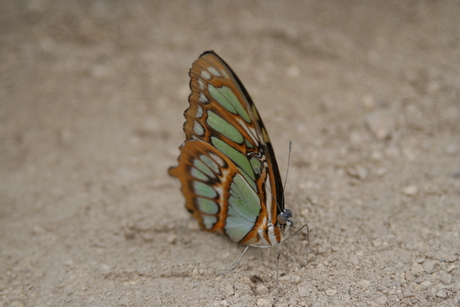 Orchideeën en vlindertuin - juni 2010.