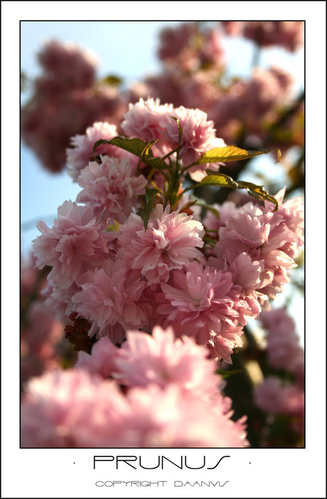 Prunus