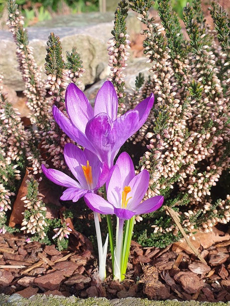 Voorjaar komt er aan