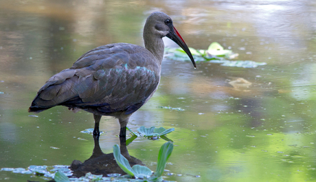 Hadada-ibis (Zuid Afrika)