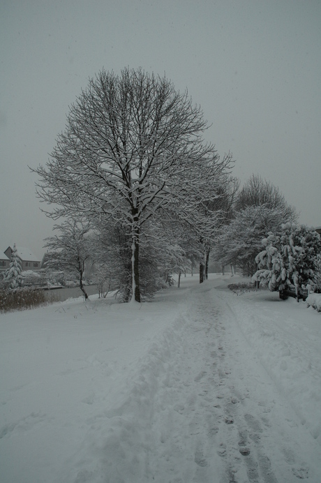 Sneeuwbomen