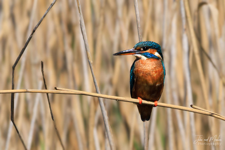 IJsvogel  in het riet