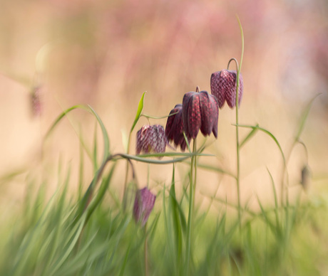 Kievitsbloemen