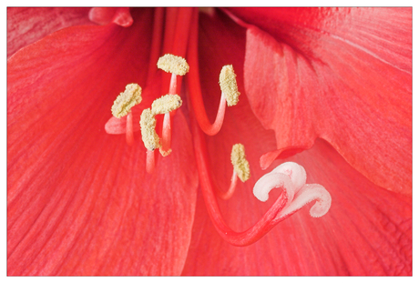 Amaryllis