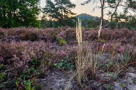 Opglabbekerzavel met zicht op de terril van Waterschei