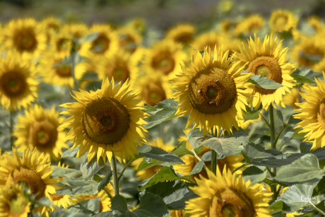 Zonnebloemenveld