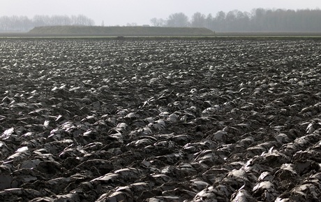 Groninger.................