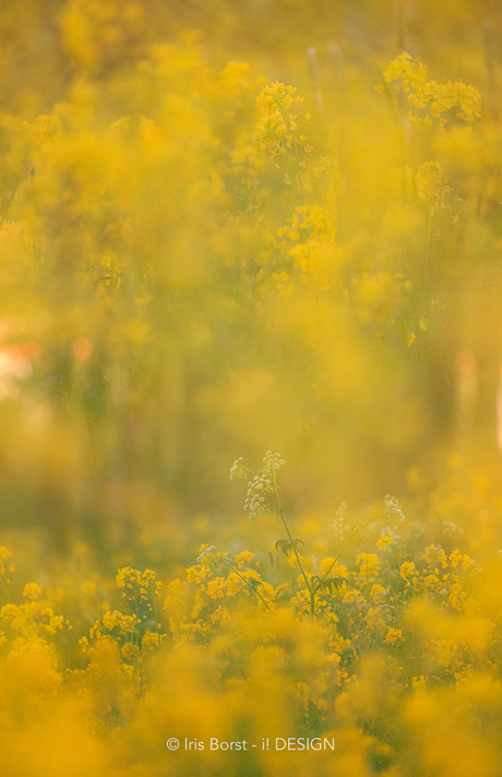 Multiple exposure raapzaad