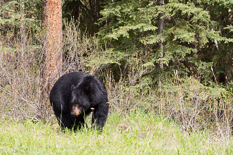 Black Bear