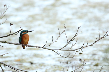 IJsvogel