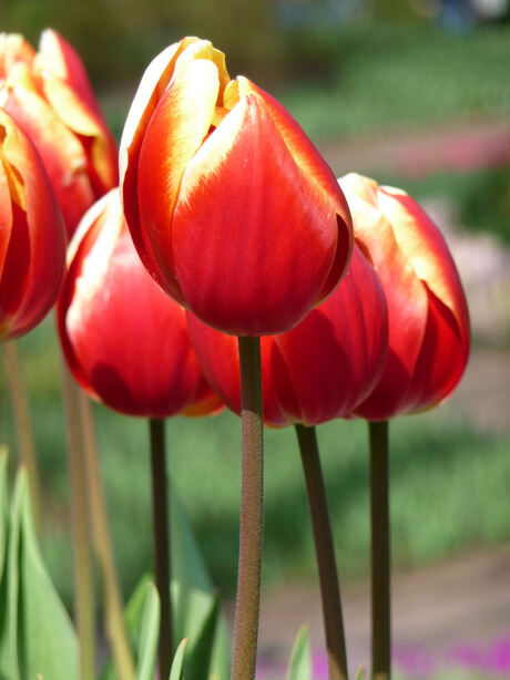 Tulpen