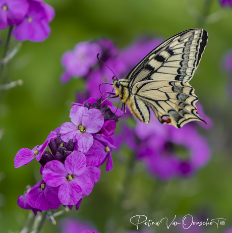 koninginnepage vlinder