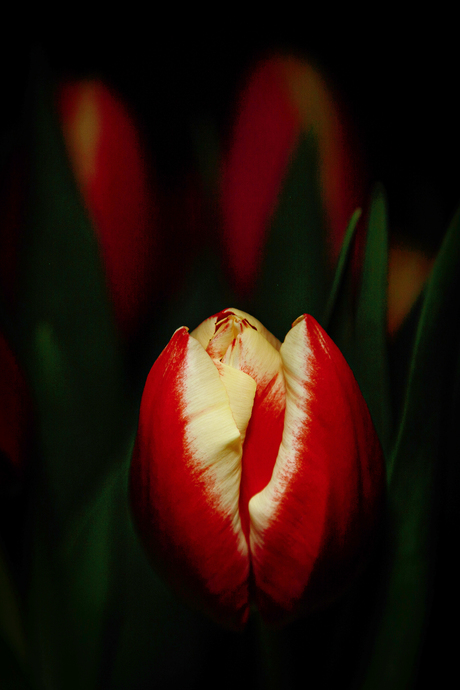 een tulp